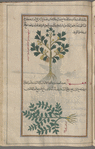 Anagyris (Anagyris foetida), anâjûrûn [top]; Stonecrop (Sedum cepaea), qî'ihâ'â [!n.p.] [bottom]