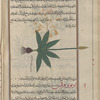 Water Plantain (Alisma plantago-aquatica), almismâ [!]