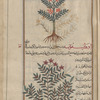 Sanfoin (Onobrychis vicifolia), ûnûbrûkîs [n.p.] [top]; Hypericum (Hyperocum coris), ûfârîqûn [n.p.][bottom]