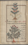 Sanfoin (Onobrychis vicifolia), ûnûbrûkîs [n.p.] [top]; Hypericum (Hyperocum coris), ûfârîqûn [n.p.][bottom]