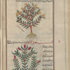 St. John's Wort (Hypericum hirsutum), labeled "another variety of " ûfârîqûn [top]; Tutsan, or St. John's Wort, (Hypericum perforatum, asqûrûn [n.p.] [bottom]