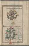 St. John's Wort (Hypericum hirsutum), labeled "another variety of " ûfârîqûn [top]; Tutsan, or St. John's Wort, (Hypericum perforatum, asqûrûn [n.p.] [bottom]