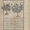 Coris (Hypericum coris), qurrays. Two varieties are shown
