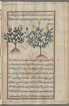 Coris (Hypericum coris), qurrays. Two varieties are shown