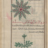 Bird's Knotgrass (Polygonum aviculare), the so-called male al-batbât [top]; Mare's Tail (Equisetum arvense), the so-called female al-batbât [bottom]
