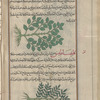 Solomon's Seal (Polygonatum officinale), fûlûjûnâtûn [top]; Dodder (Cuscuta epithymum), qlîmâtîs [bottom]