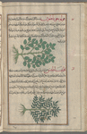 Solomon's Seal (Polygonatum officinale), fûlûjûnâtûn [top]; Dodder (Cuscuta epithymum), qlîmâtîs [bottom]