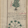Tuberous Comfrey (Symphytum tuberosum), sûmfûtûn [!n.p.] [top]; Jagged Chickweed (Holosteum sp.), ûlihstiyûn [bottom]
