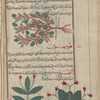 Prickly Bloodwort (Poterium spinodum), stawbî [!n.p.] [top]; Unknown plants. Labeled two varieties of qlûmihnûn [bottom]