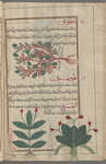 Prickly Bloodwort (Poterium spinodum), stawbî [!n.p.] [top]; Unknown plants. Labeled two varieties of qlûmihnûn [bottom]