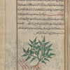 Rough Bindweed (Smilax aspera). Mislabeled  fihrîqlûmihnûn [n.p.]