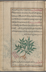 Rough Bindweed (Smilax aspera). Mislabeled  fihrîqlûmihnûn [n.p.]