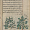 Small Caltrops, Maltest Cross; Waterchestnut (Tribulus terrestris; Trapa natans), trîbûlus [n.p.]  Two varieties are shown
