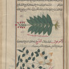 Wild Beet (Beta sylvestris), lîmûniyûn [n.p.] [top]; Wild Cumin (Lagoecia cuminoides), lâghûfûn [n.p.] [bottom]
