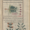 Bird'sfoor Milk-vetch (Astragalus sesameus), mabdîyûn [!] [top]; Medium (Astragalus sesameus), afîmabdâwûn [!n.p.] [bottom right]; Barrenwort (Epimedium alpinum), labeled "another variety of" afîmabdâwun [!] [bottom left]