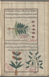 Bird'sfoor Milk-vetch (Astragalus sesameus), mabdîyûn [!] [top]; Medium (Astragalus sesameus), afîmabdâwûn [!n.p.] [bottom right]; Barrenwort (Epimedium alpinum), labeled "another variety of" afîmabdâwun [!] [bottom left]