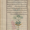 Unknown plant, labeled ksifiyyûn [!]