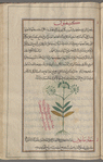 Unknown plant, labeled ksifiyyûn [!]
