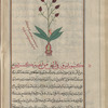 Field Gladiolus (Gladiolus segetum). Mislabeled sfârjâniyyûn [!n.p.]