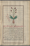 Field Gladiolus (Gladiolus segetum). Mislabeled sfârjâniyyûn [!n.p.]