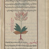Alkanet (alkanna tinctoria), ankhûsâ [n.p.]