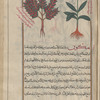 Pale Bugloss (Echium italicum), lûqâfsûs [n.p.] [right]; Buglos (Echium vulgare), hîkûn [!] , also translated as al-âsiyûn [left]