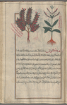 Pale Bugloss (Echium italicum), lûqâfsûs [n.p.] [right]; Buglos (Echium vulgare), hîkûn [!] , also translated as al-âsiyûn [left]