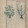 Wild Reed (Calamagrostis lanceolata), qâlâmârûsatîs [!],  labeled a second variety of al-thayyal [right]; Grass of Parnassus (Parnassia palustris), labeled a third variety of al-thayyal [left]