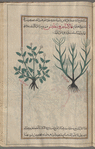 Wild Reed (Calamagrostis lanceolata), qâlâmârûsatîs [!],  labeled a second variety of al-thayyal [right]; Grass of Parnassus (Parnassia palustris), labeled a third variety of al-thayyal [left]