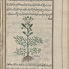 Gum ammoniacum (Dorema ammoniacum), ammûniyâqûn