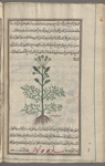 Gum ammoniacum (Dorema ammoniacum), ammûniyâqûn