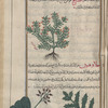 Sarcocolla (Penaea sarcocolla), sârqûqûlâs [n.p.] [top]; Horned poppy (Glaucium corniculatum; Glaucium flavum), jlâwuqiyûn [n.p.].  Two varieties are shown [bottom]