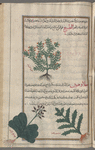 Sarcocolla (Penaea sarcocolla), sârqûqûlâs [n.p.] [top]; Horned poppy (Glaucium corniculatum; Glaucium flavum), jlâwuqiyûn [n.p.].  Two varieties are shown [bottom]