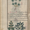 Goosegrass, lady's bedstraw (Galium verum; Galium aparine), affârînî [top]; Alyssum (Fibigia clypeata), âlûssûn. Two varieties are shown [bottom]