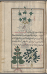 Goosegrass, lady's bedstraw (Galium verum; Galium aparine), affârînî [top]; Alyssum (Fibigia clypeata), âlûssûn. Two varieties are shown [bottom]