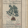 Common vincetoxicum (Vincetoxicum hirundinaria), asqlîfiyyâs [!n.p.]