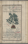 Common vincetoxicum (Vincetoxicum hirundinaria), asqlîfiyyâs [!n.p.]