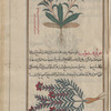 Orache, wools safflower (Atriplex hortensis, Sprengel; Carthamus lanatus), atrâqtûlîs [top];  Field mint (Mentha arvensis), fûlûqnîmûn [bottom]