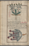 Orache, wools safflower (Atriplex hortensis, Sprengel; Carthamus lanatus), atrâqtûlîs [top];  Field mint (Mentha arvensis), fûlûqnîmûn [bottom]
