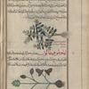 Field basil, basil-weed (Calamintha clinopodium), qlînûfûdiyûn [n.p.] [top]; Lion's leaf (Leontice chrysogonum), lihâwutûfihtâlûn  [!n.p.] [bottom]