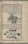 Field basil, basil-weed (Calamintha clinopodium), qlînûfûdiyûn [n.p.] [top]; Lion's leaf (Leontice chrysogonum), lihâwutûfihtâlûn  [!n.p.] [bottom]