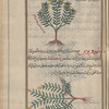 Labeled "another veriety of lion's leaf according to some people's autopsy," but probably it is yellow germander as below [top]; Yellow germander (Teucrium flavum), tihûqriyûs [n.p.] [bottom]