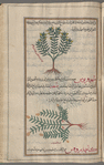 Labeled "another veriety of lion's leaf according to some people's autopsy," but probably it is yellow germander as below [top]; Yellow germander (Teucrium flavum), tihûqriyûs [n.p.] [bottom]