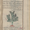 Germander (Teucrium chamaedrys), kâmihdrûqis [!n.p.]