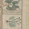 Enchanter's Nightshade (Circaea lutetiana), qîrqihâ [n.p.] [top]; Tuberous lousewort (Pedicularis tuberosa), ûnânthî [bottom]