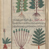 Waterlily (Nymphaea alba; Nuphar luteum), nûmfihâ [top]; Andrûsâqihûs and rûsâqihûs [center]; Sea navelwort (Andrasace maxima) [b. l.]; Spleenwort, ceterach (Asplenium tricumanes), asflînûs [b. r.]; Unknown plant, labeled "another variety of asflînûs" [m]