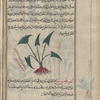 Mule's fern (Asplenium hemionitis), ammûrtîs [!n.p.]