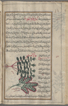 Water mint (Mentha aquatica), îdhuwâwusmûn. Three varieties are shown [center]; Spearmint (Mentha spicata), qâlâminthî [bottom]