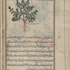 Marjoram  (Origanum marjorana), sâmfsûkhûn [n.p.]