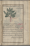Marjoram  (Origanum marjorana), sâmfsûkhûn [n.p.]